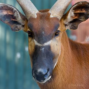 Eastern bongo : Whipsnade : 06 Jun 2014