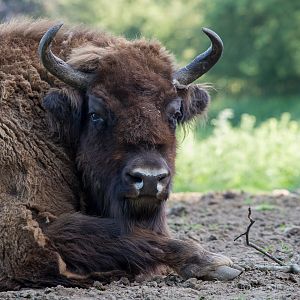 European bison / wisent : Whipsnade : 06 Jun 2014