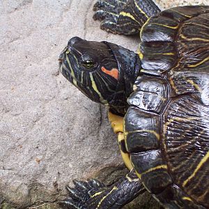 Red-eared Slider (Trachemys scripta elegans)