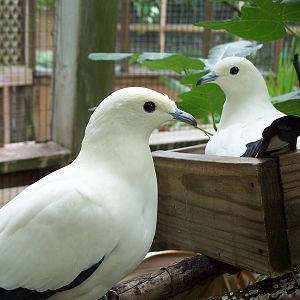 Pied Imperial Pigeon (Ducula bicolor)