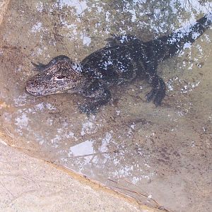 Chinese Alligator (Alligator sinensis)