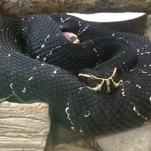 Taylor's Cantil (Agkistrodon bilineatus taylori)