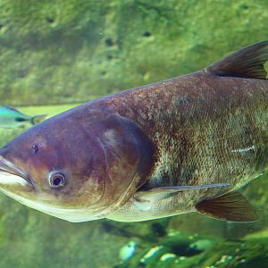 Fish Files: Bighead Carp