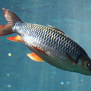 Fish Files: Red-finned Cigar Shark