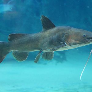 Fish Files: Asian Red-tailed Catfish
