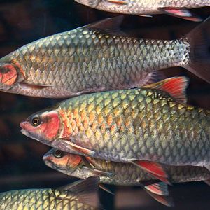 Fish Files: Phoenix Barb