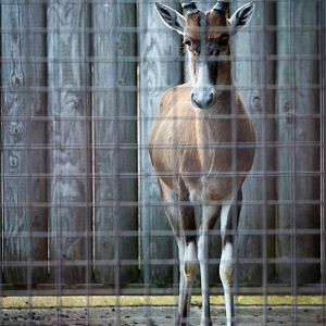 Blesbok : Whipsnade : 07 Jun 2014