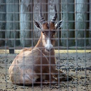Blesbok : Whipsnade : 07 Jun 2014
