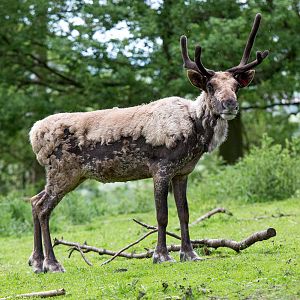 Reindeer : Whipsnade : 07 Jun 2014