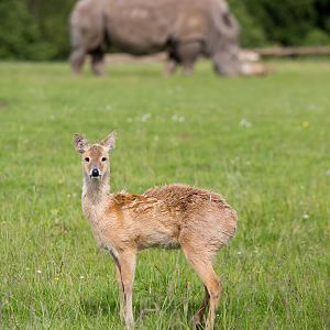 Chinese water deer : Whipsnade : 07 Jun 2014