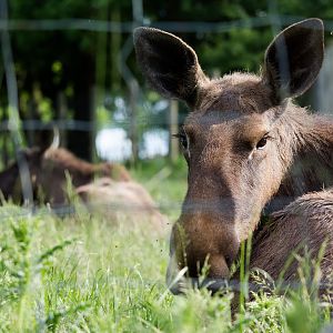 European elk : Whipsnade : 07 Jun 2014
