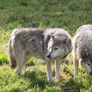 Grey wolf : Whipsnade : 07 Jun 2014