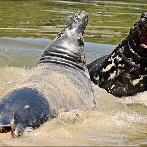 Grey seals at Harderwijk