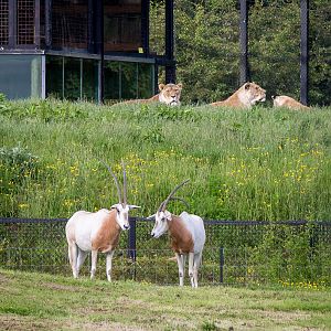 Scimitar-horned oryx & lions : Whipsnade : 07 Jun 2014