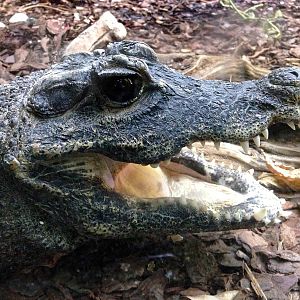 West African dwarf crocodile