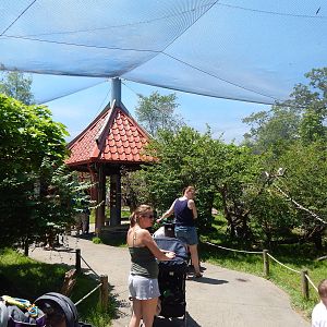 Asia Quest - Asian Aviary (9 Species)