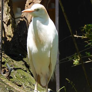 Asia Quest - Asian Aviary - Cattle Egret