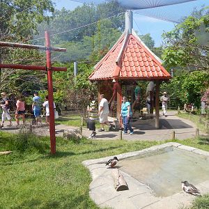 Asia Quest - Asian Aviary (9 Species)