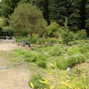 Crested Screamer and Patagonian Cavy Exhibit