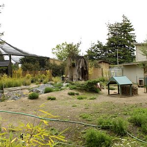 Crested Screamer and Patagonian Cavy Exhibit