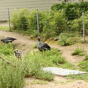 Crested Screamer