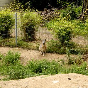 Patagonian Cavy