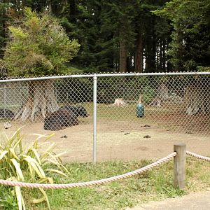 Domestic Yak Exhibit