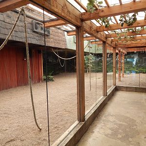 Asia Quest - Golden-mantled Flying + Large Flying Fox Exhibit