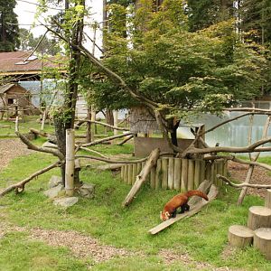 Red Panda and Indian Muntjac Exhibit