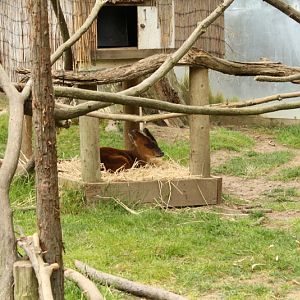 Indian Muntjac