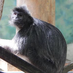 Asia Quest - Silvered Langur