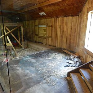 Asia Quest - Amur Leopard Cub Exhibit