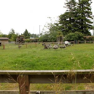 Greater Rhea and Chacoan Peccary Exhibit