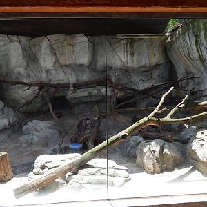 Asia Quest - Pallas's Cat Exhibit