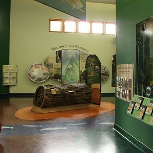 Secrets of the Forest