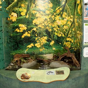 Secrets of the Forest