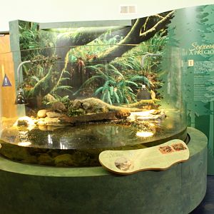 Secrets of the Forest