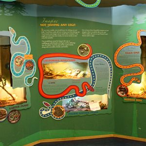 Secrets of the Forest