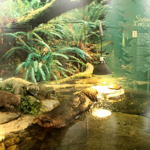 Secrets of the Forest