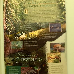 Secrets of the Forest