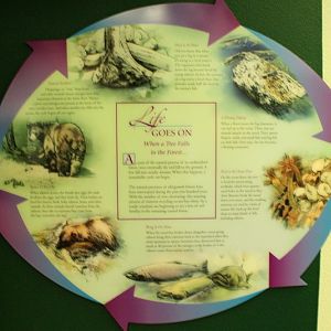 Secrets of the Forest