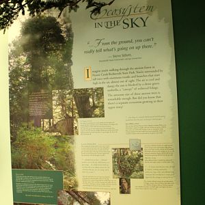 Secrets of the Forest