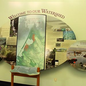 Secrets of the Forest