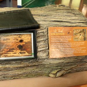 Secrets of the Forest