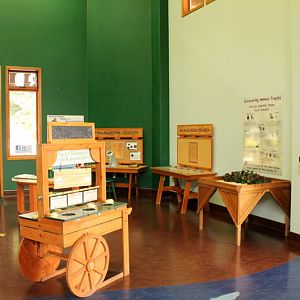 Secrets of the Forest