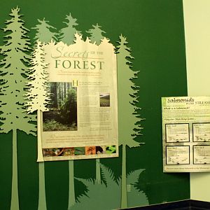 Secrets of the Forest