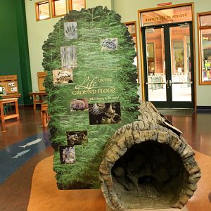 Secrets of the Forest