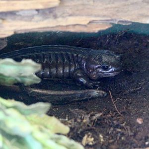 Northwestern Salamander