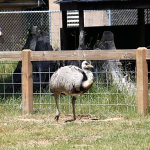 Greater Rhea
