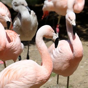 Chilean Flamingo